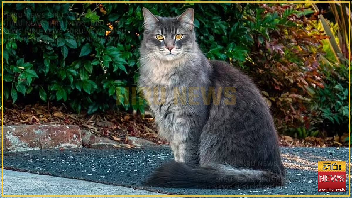 New curfew rule to keep cats indoors 24/7