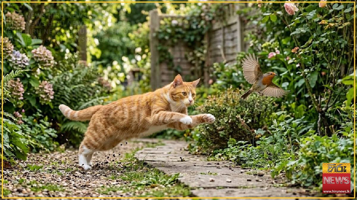 House arrest for furry friends Down-Under