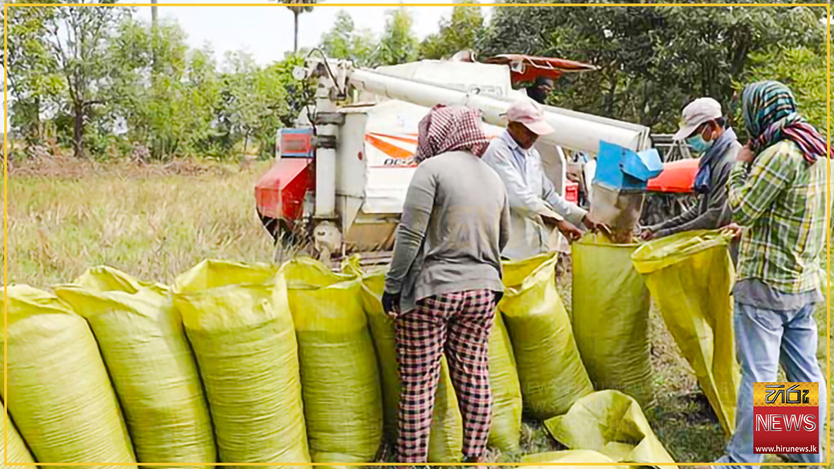 වී මිල පහත හෙළනු එපැයි තිරප්පනේ ගොවින් පාරට බසී
