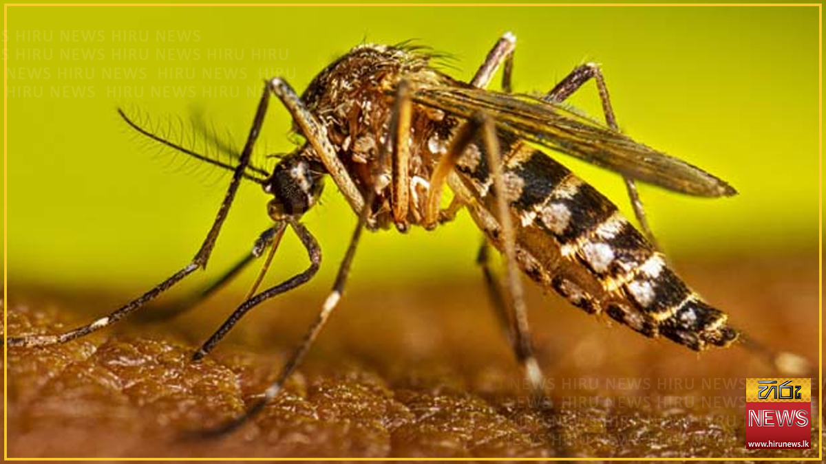 ඩෙංගු රෝගීන් 50,000ට ආසන්න වෙයි