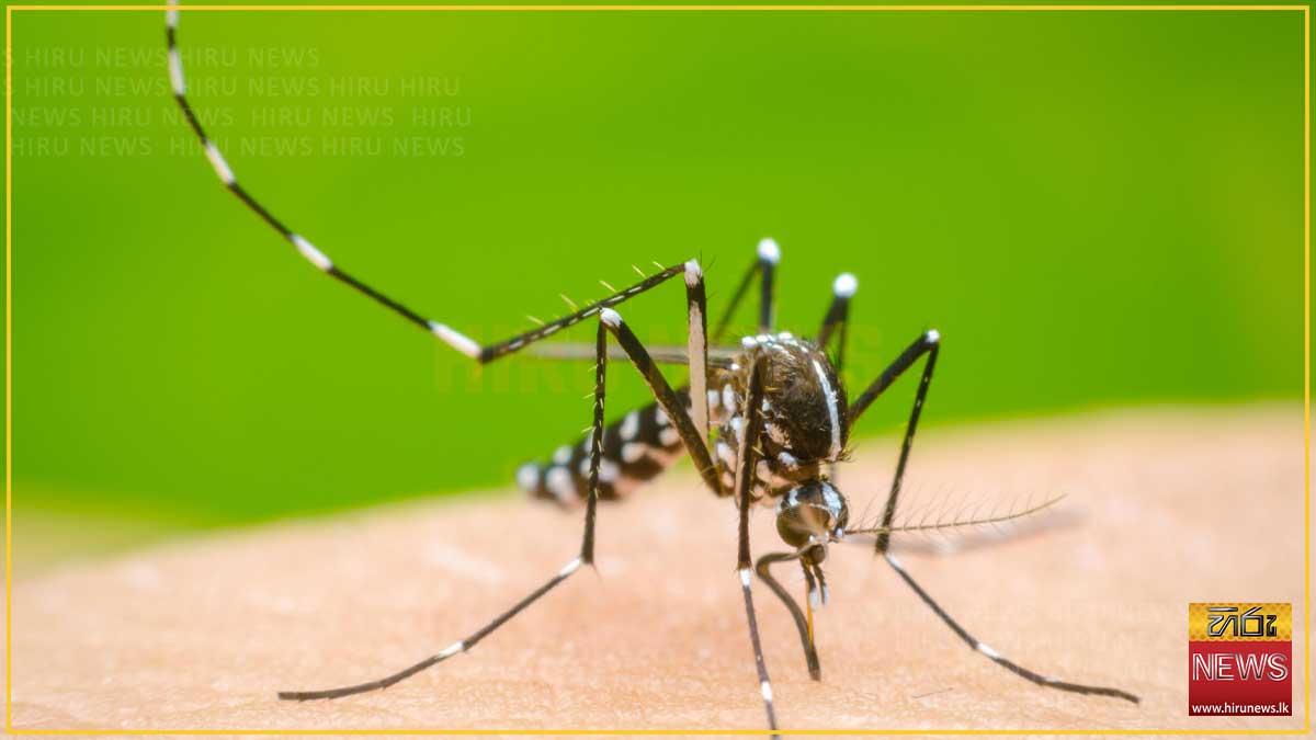 අනපේක්ෂිතව ඩෙංගු වර්ධනය වන බවට මහජන සෞඛ්‍ය පරීක්ෂකවරුන්ගෙන් රතු එළි