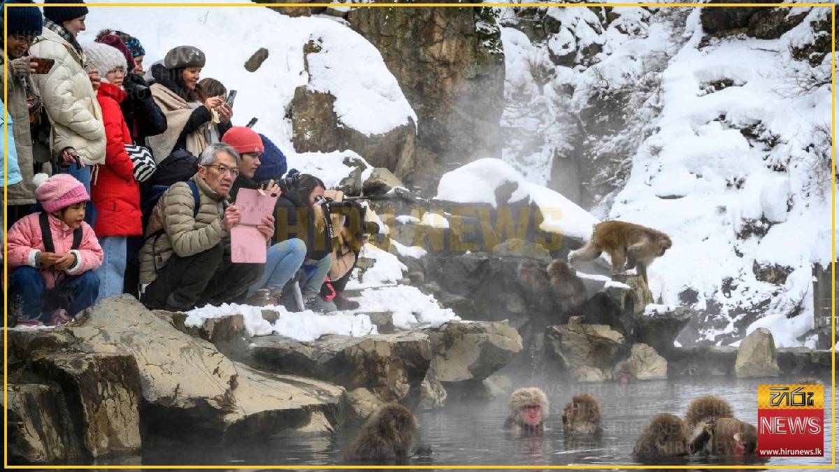 Japan's snow monkey park to limit visitors