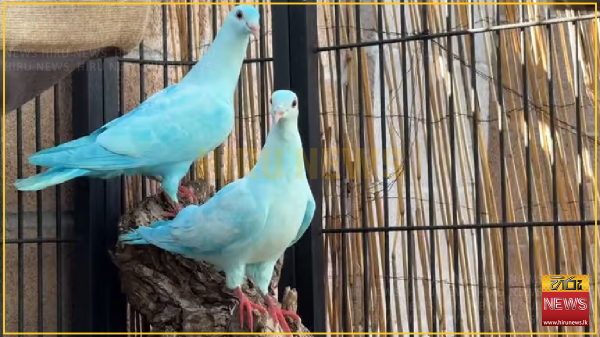 Blue pigeon gender reveal by TikTokers draws controversy