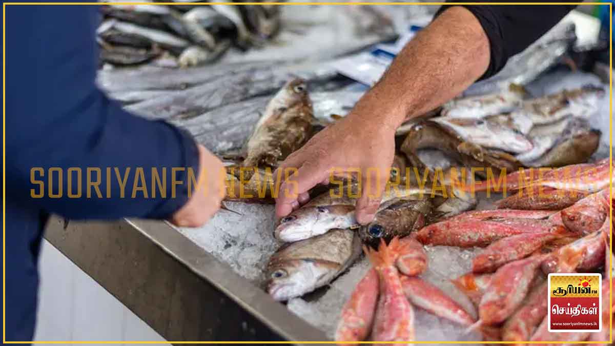 பேலியகொடை மீன் சந்தையில் குறைந்தது மீன்களின் விலை