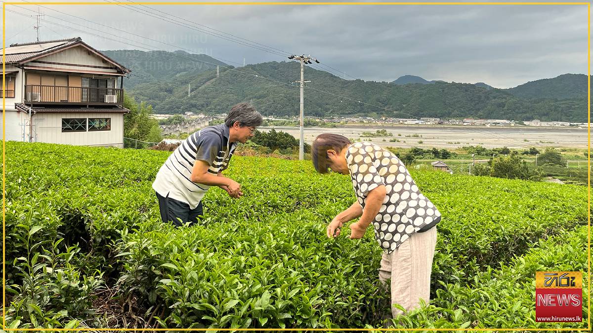 Japan acts to shield tea brand from fakes
