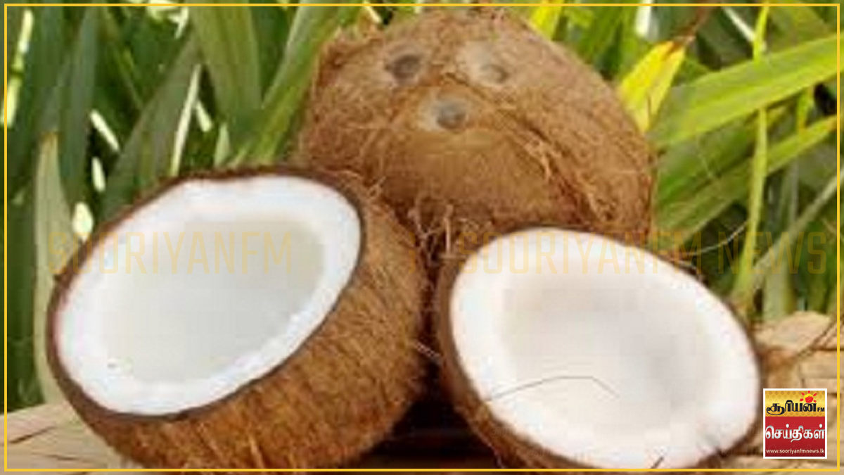 நாட்டின் தேங்காய் ஏற்றுமதி வருமானம் 21 சதவீதத்தால் அதிகரிப்பு