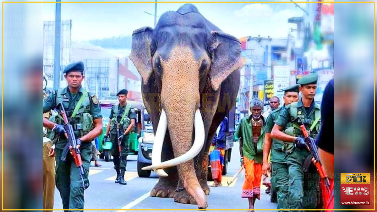 නැදුන්ගමුවේ හස්තිරාජයා සහ සිරිපා අනුරූ ප්‍රදර්ශනයට