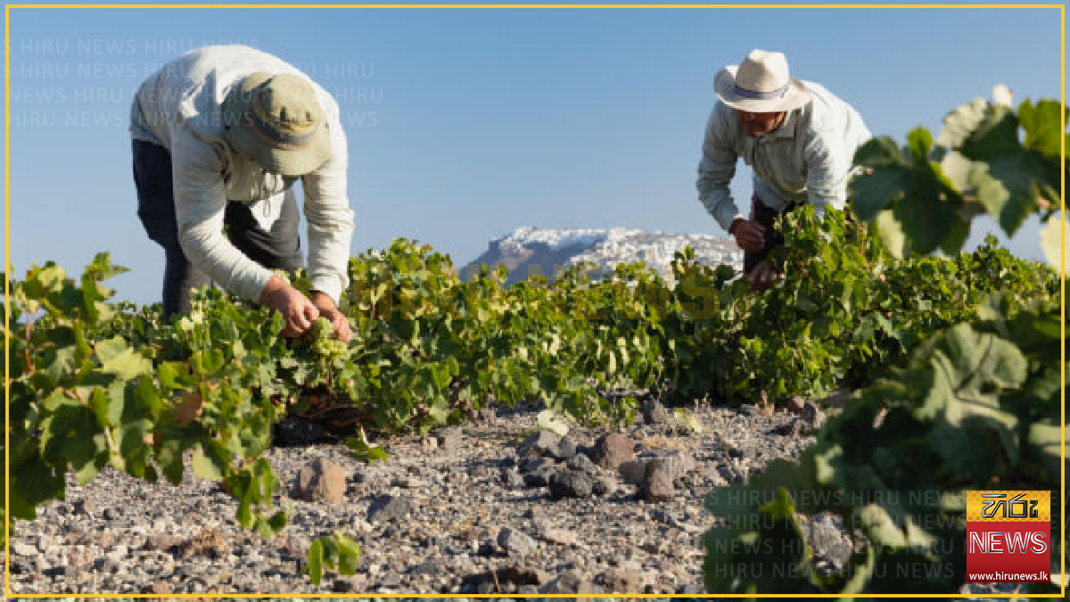 Heat and drought challenge, Santorini’s winemakers