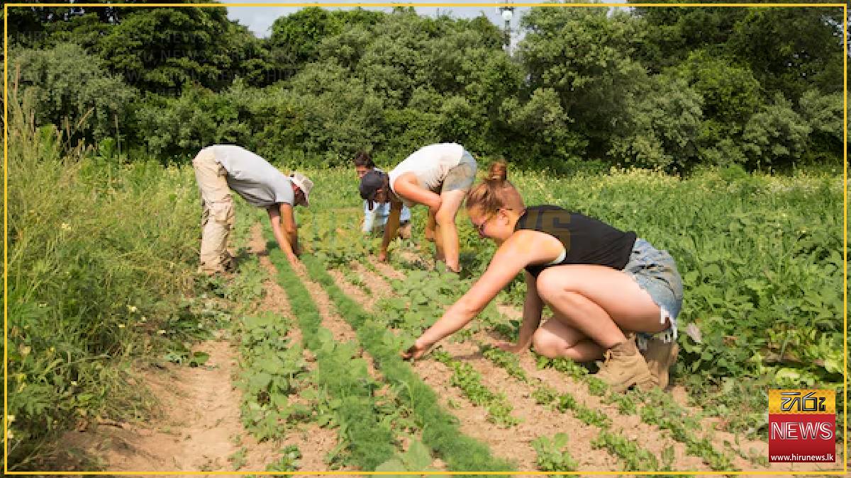 New York launches tariff relief program for farmers