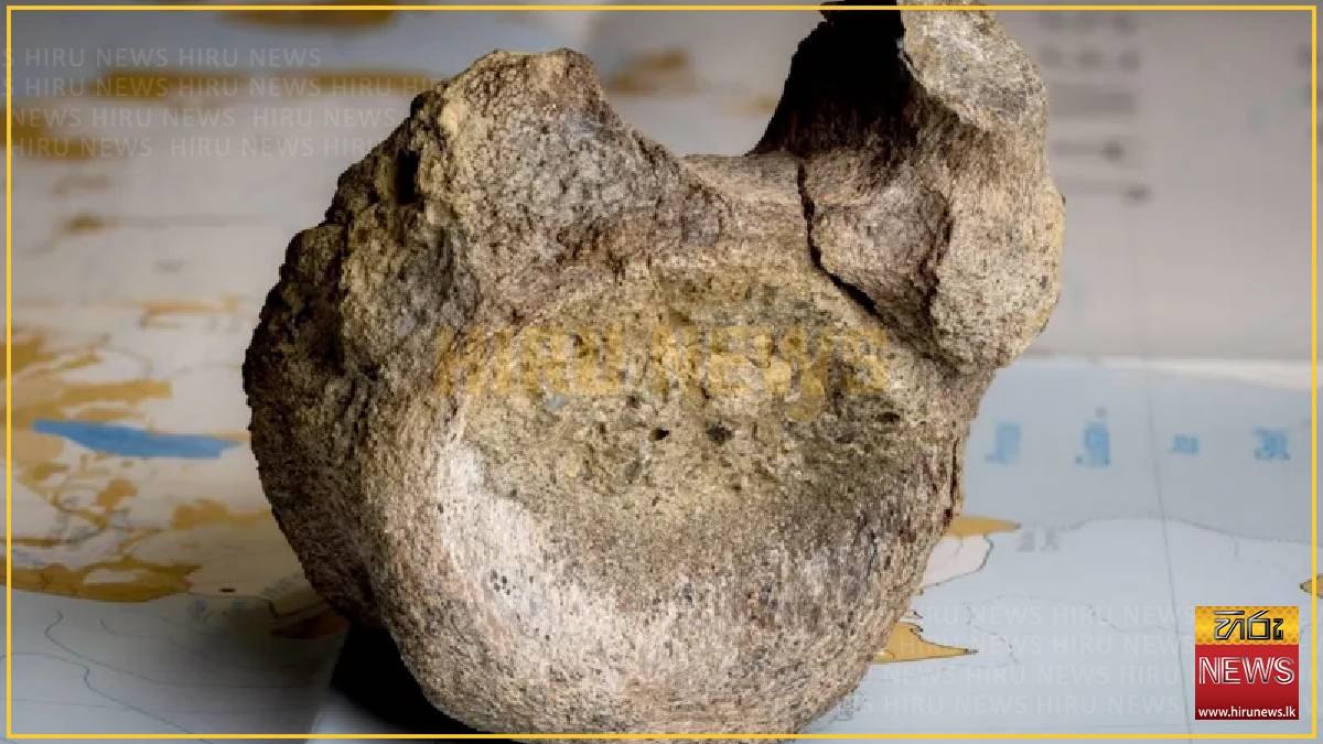 First dinosaur bone from Antarctica found in a drawer