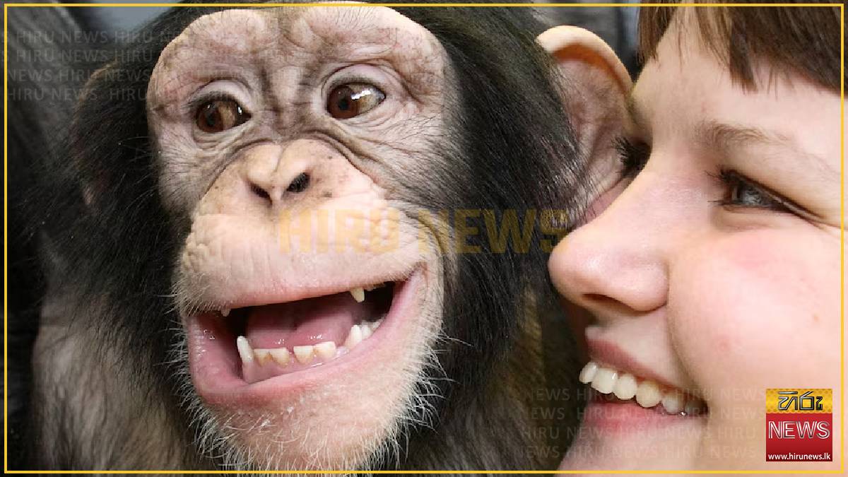 Humans and great apes show similar rhythmic pattern in laughter