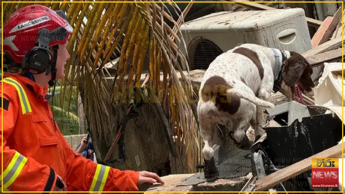 Search dogs from UK join rescue missions in Veneuela