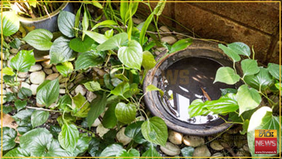මදුරුවන් සිටිය හැකි ස්ථාන 85,000ක් පරීක්ෂාවට: 7,000ක මදුරු කීටයින්