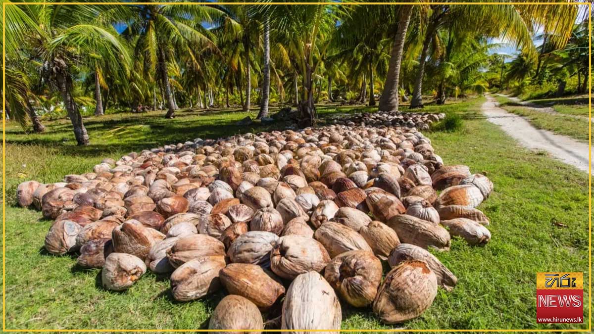 පොල් අපනයනයෙන් ඩොලර් මිලියන 514ක ආදායමක්