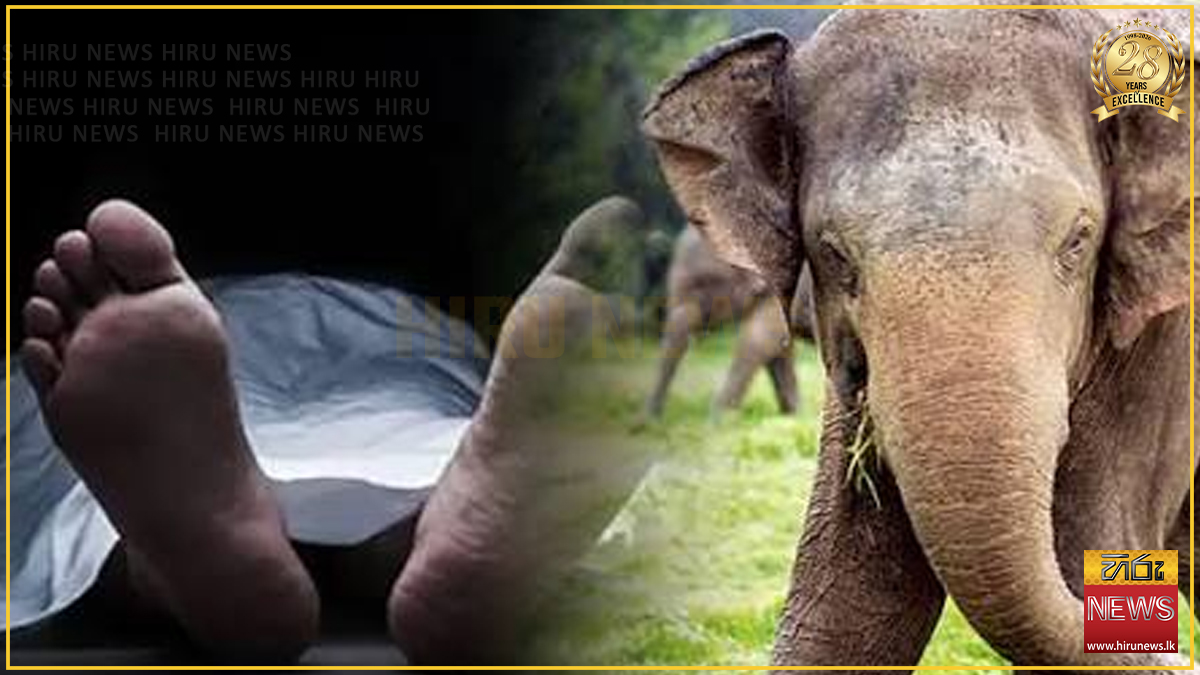 ආහාර දෙන්න ගිය අයෙකුට හීලෑ අලියෙක් පහර දී මරා දාලා
