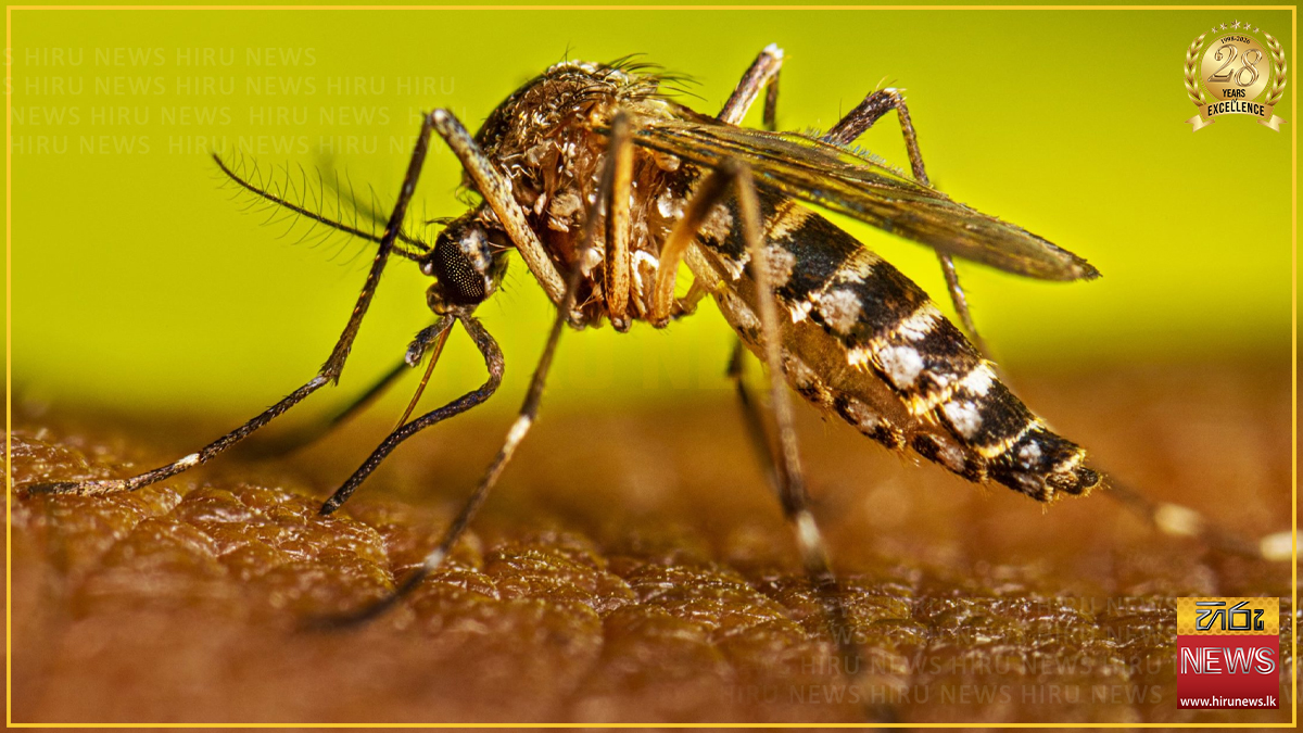 ''තවමත් රට තුළ ඩෙංගු රෝග ව්‍යාප්තිය පවතින්නේ අවදානම් මට්ටමක'' - ජාතික ඩෙංගු මර්දන ඒකකය