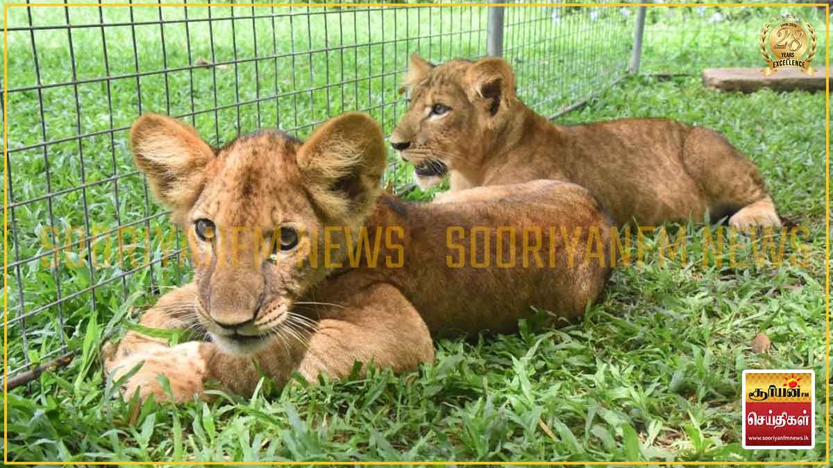 தெஹிவளை மிருகக்காட்சிசாலையின் சிங்கக் குட்டிகளுக்கான பெயர்கள் அறிவிப்பு