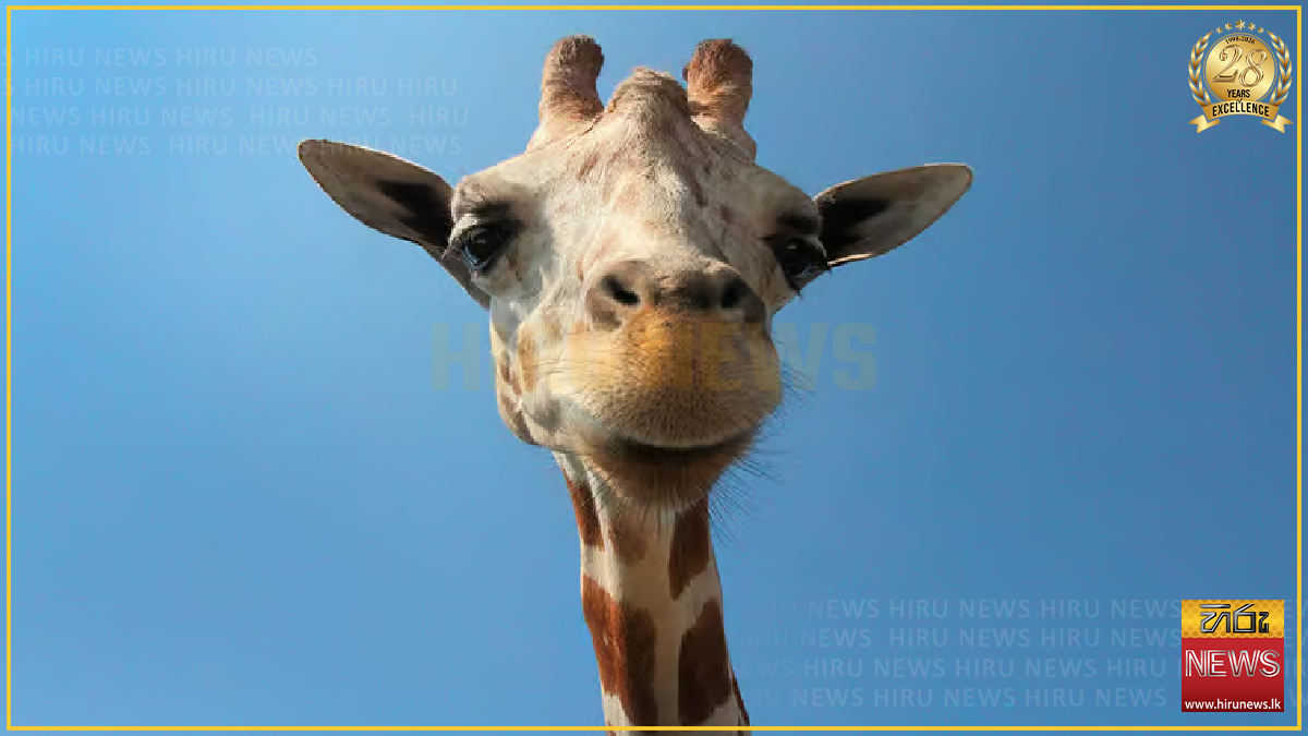 New study suggests giraffes can solve basic math problems