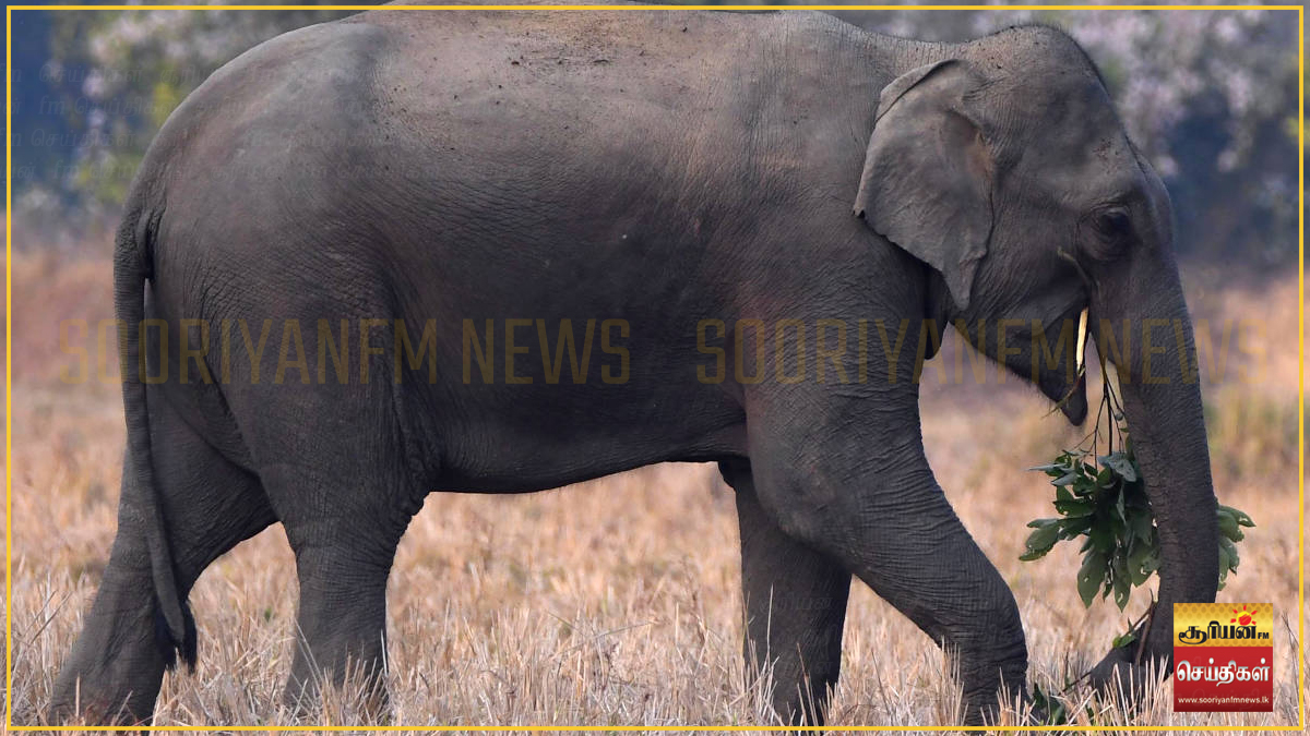 கந்தளாயில் காட்டு யானை தாக்குதல் விவசாயி பரிதாபமாக உயிரிழப்பு