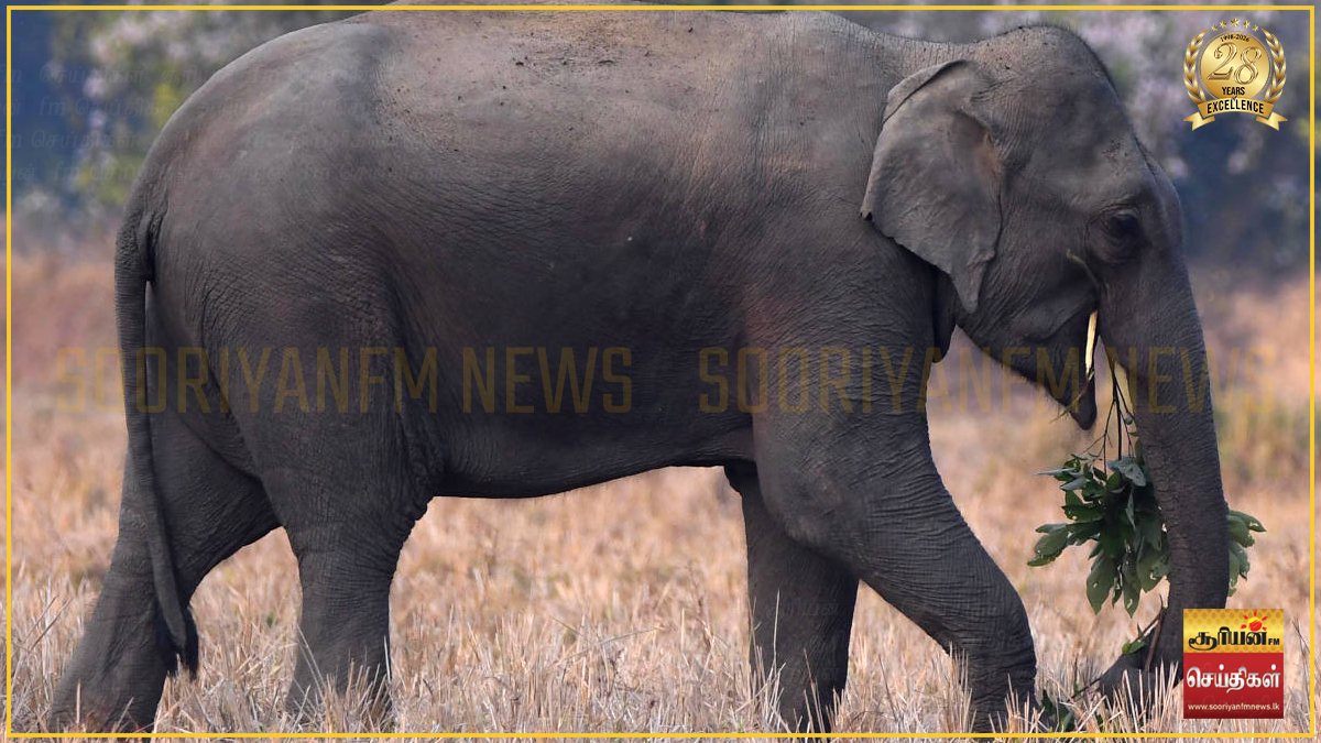 கந்தளாயில் காட்டு யானை தாக்குதல் விவசாயி பரிதாபமாக உயிரிழப்பு