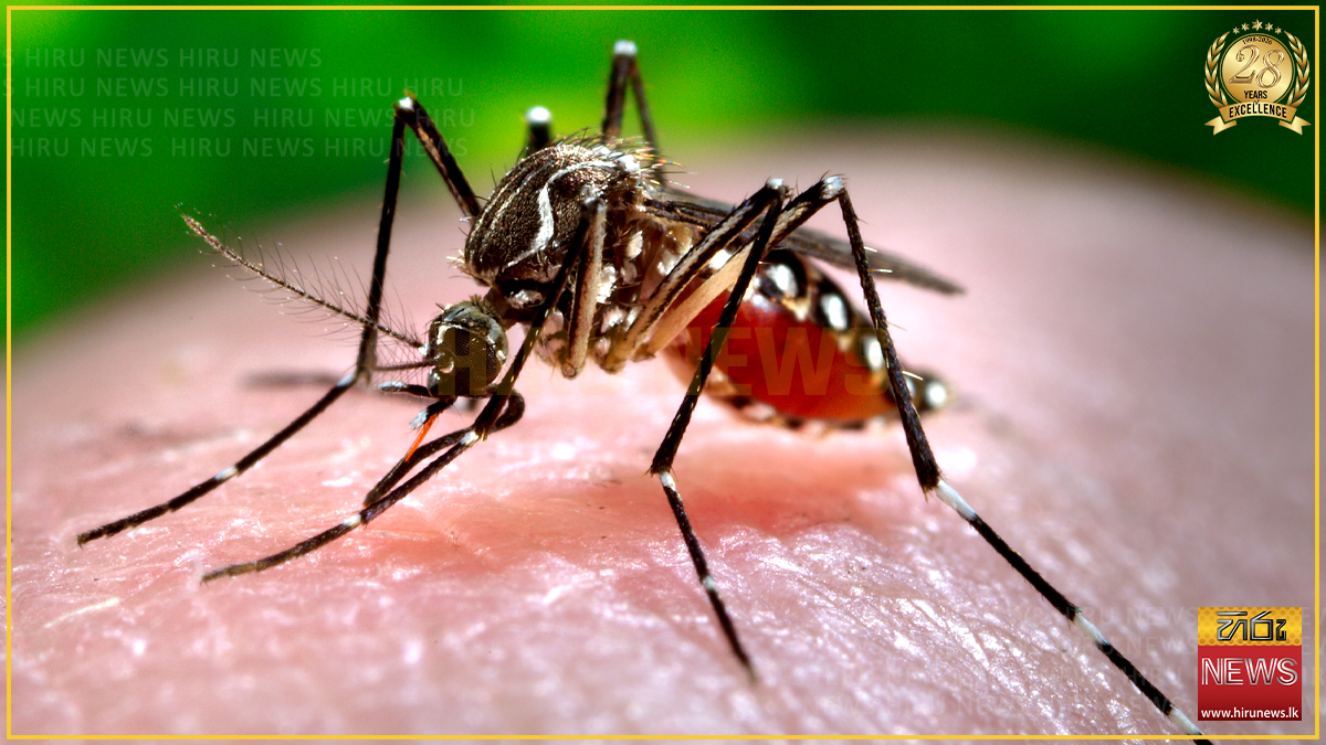 ඩෙංගු මරණ 39 දක්වා ඉහළට: රෝගීන් 58,000 ඉක්මවයි