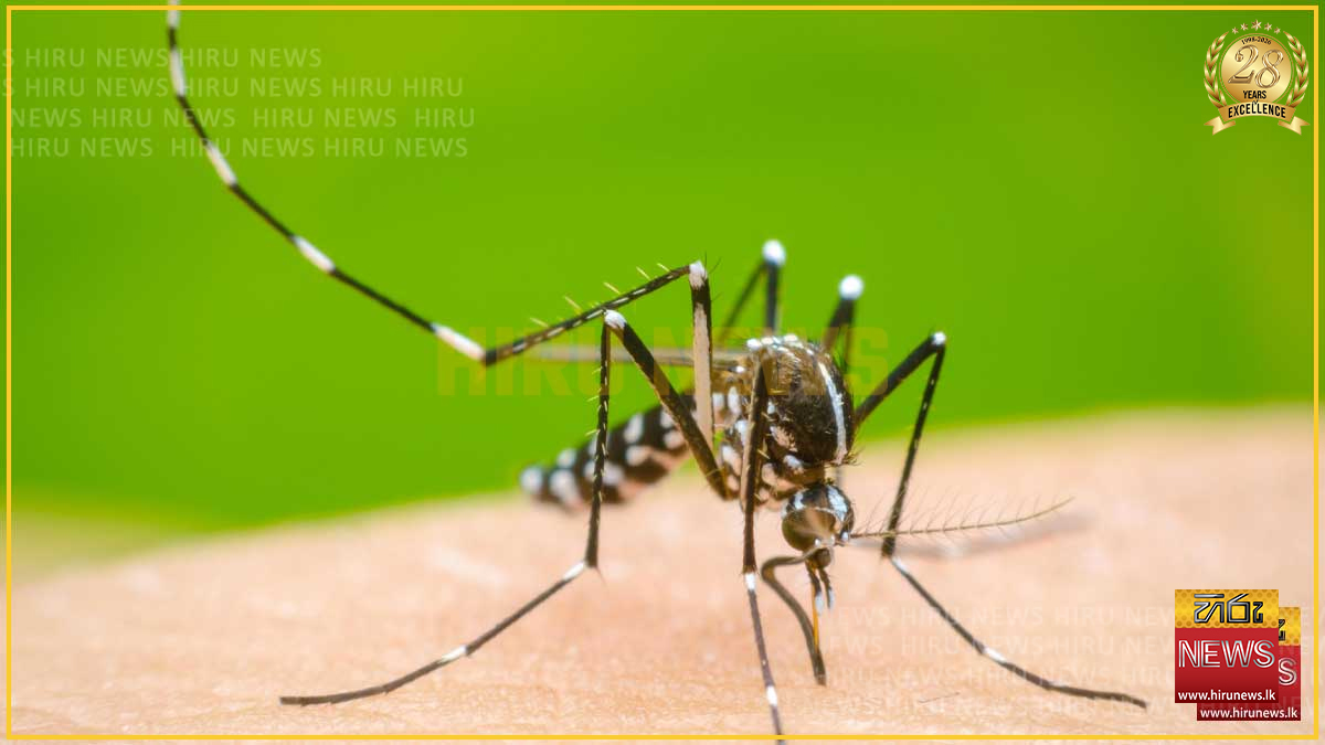 බස්නාහිර ඩෙංගු අධි අවදානම් කලාප 22ක විශේෂ මෙහෙයුමක්