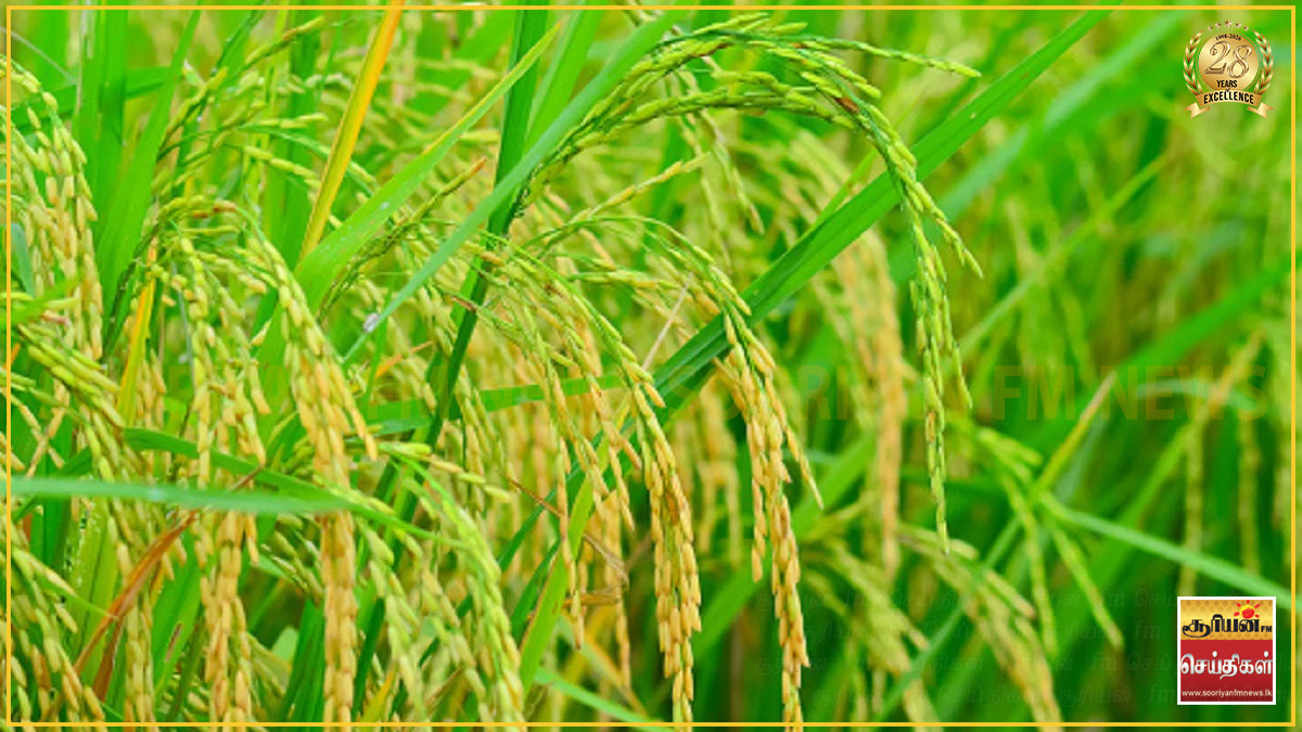 அரச நெல் களஞ்சியசாலைகளை உடனடியாக திறக்குமாறு விவசாயிகள் கோரிக்கை!