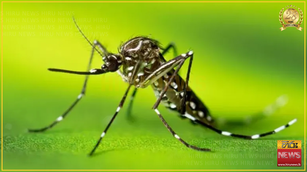 මදුරුවන් බෝවන ස්ථාන ගැන කියන්න: 0117966366 අමතන්න