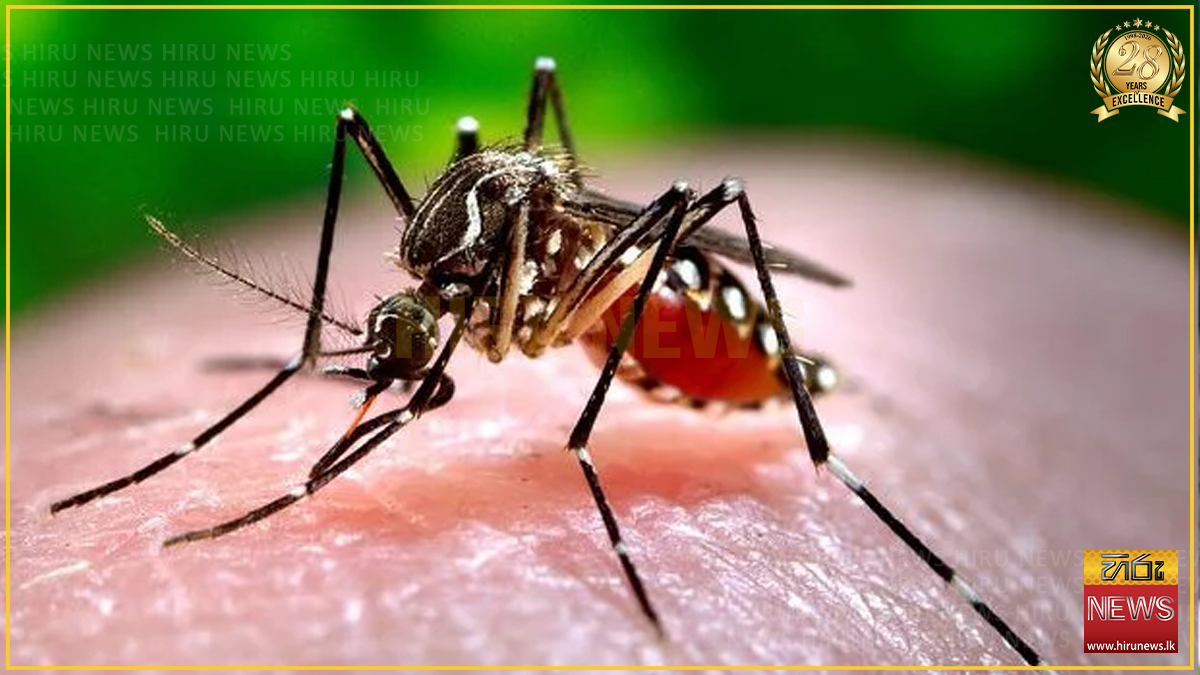 ජූලි මාසයේ අවසන් දින 5 තුළ පමණක් ඩෙංගු රෝගීන් 5,663ක්