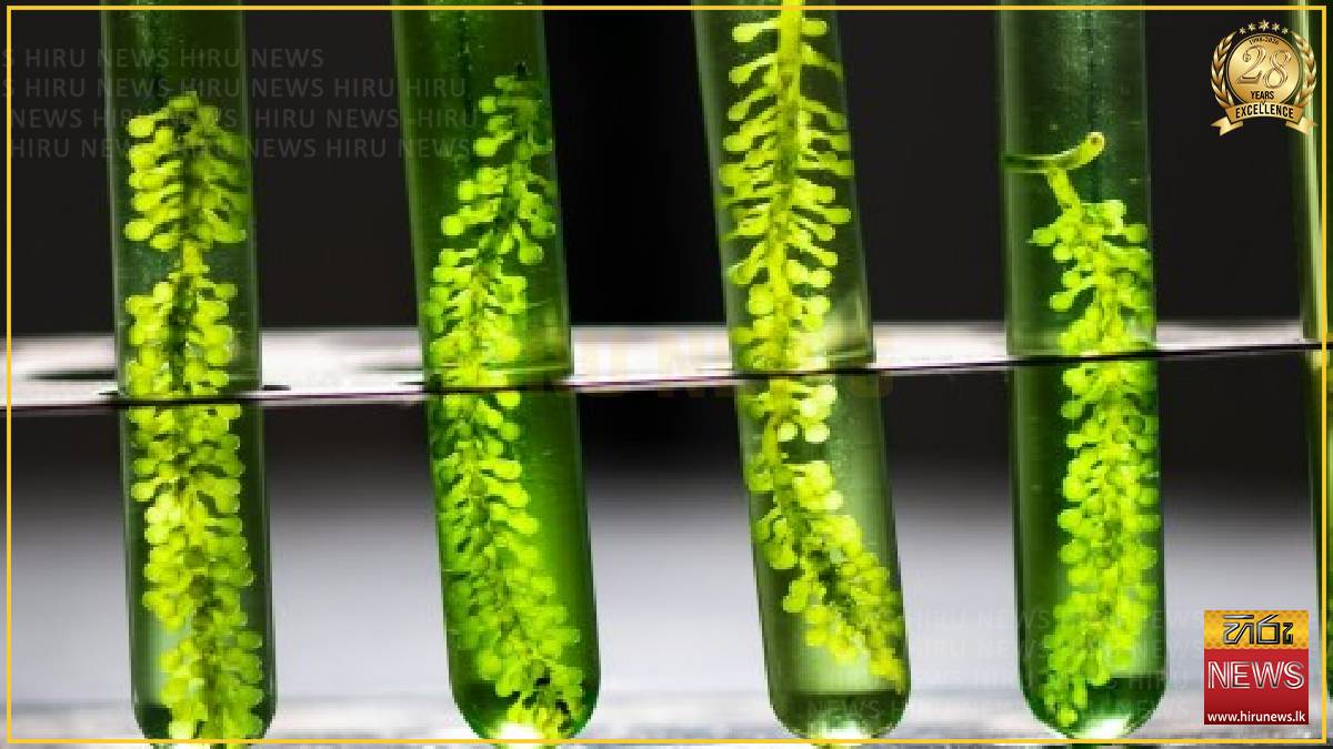 Asia bets on biofuels to dodge Mideast oil shortages