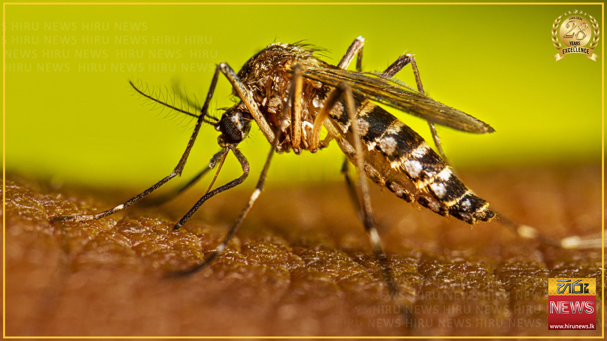Dengue risk shows slight decline in Sabaragamuwa and Southern Provinces