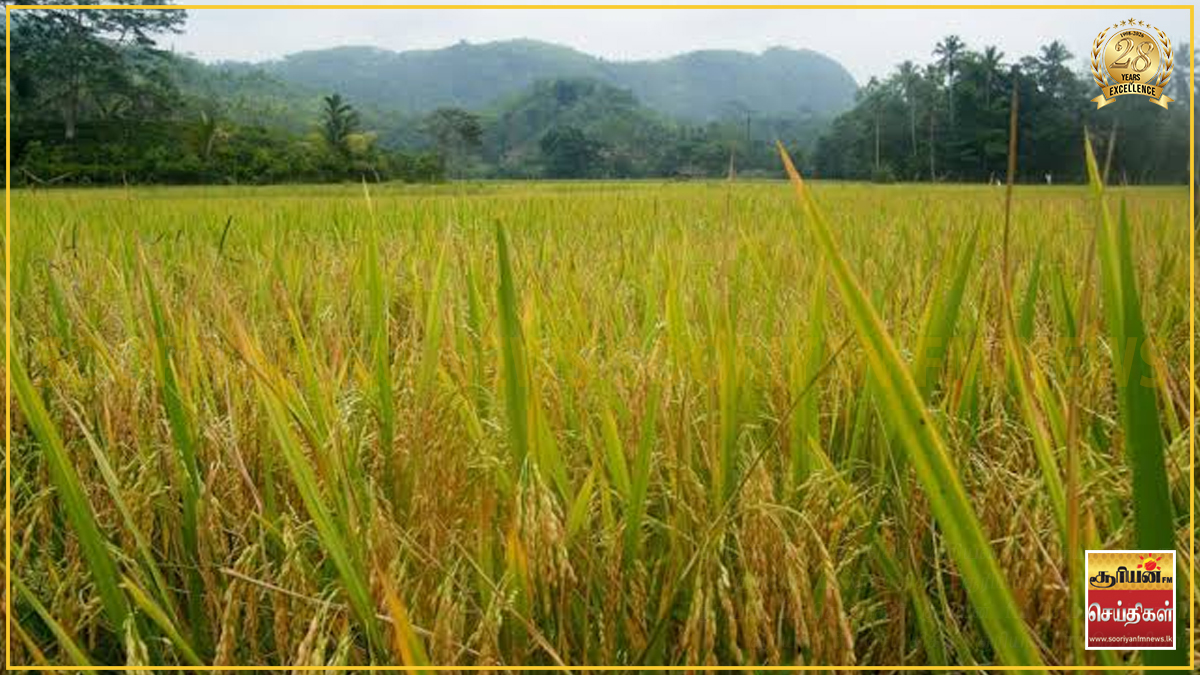 சிறுபோக நெல் கொள்முதல் ஜூலை 15 முதல் ஆரம்பம்: ரூ. 16 பில்லியன் ஒதுக்கீடு