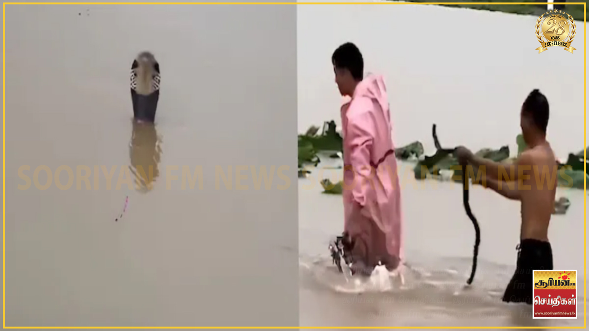 பண்ணைகளில் இருந்து தப்பியோடிய ராஜநாகங்கள்!