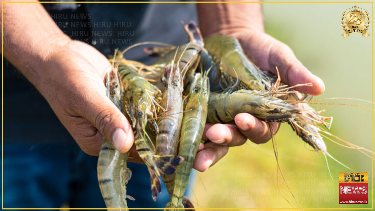 මිරිදිය ඉස්සන් වගාවේ වර්ධනයක්