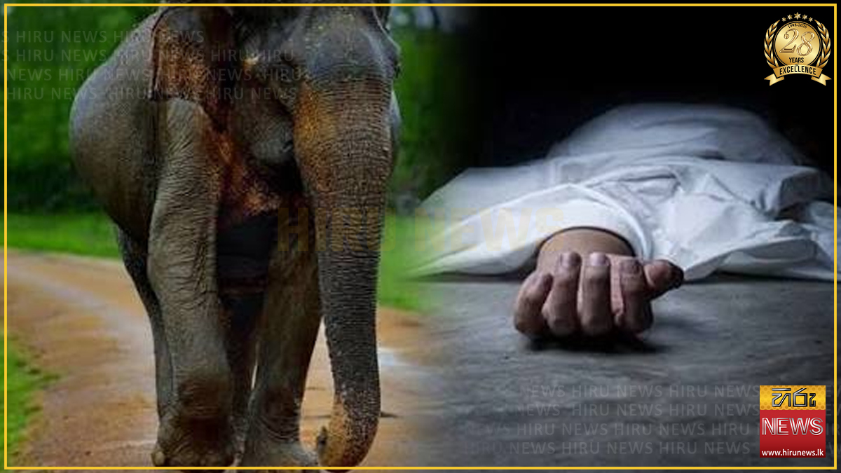 වන අලි ප්‍රහාරයකින් ලග්ගලදී කතක් මරුට