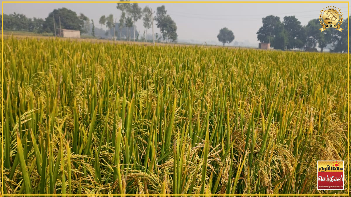 சிறுபோக நெல் கொள்முதல் இன்று முதல் ஆரம்பம்