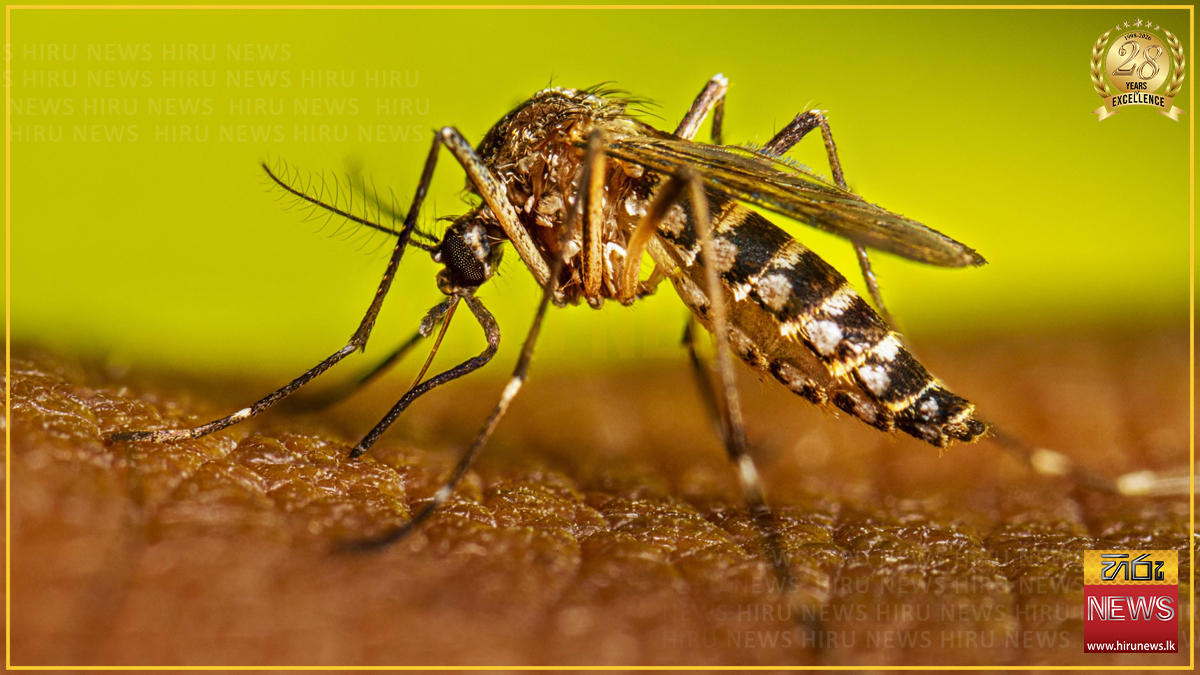 දවස් 12ට ඩෙංගු රෝගීන් 13,000 පනී