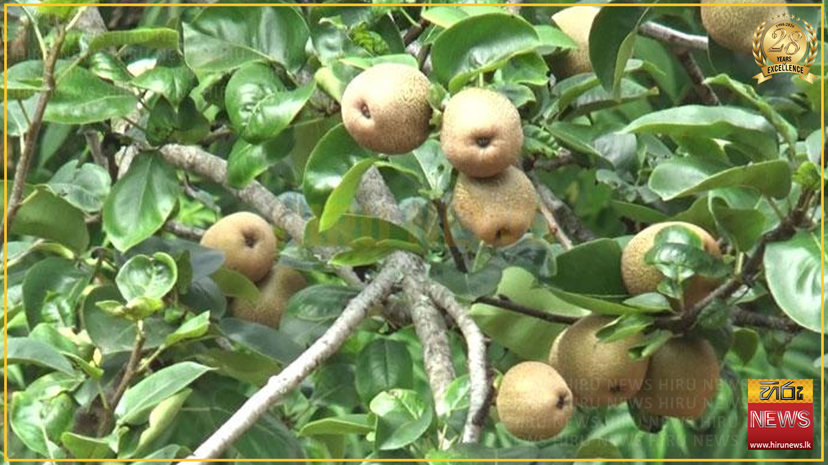 පෙයාර්ස් ගොවීන්ගෙන් මැසිවිලි