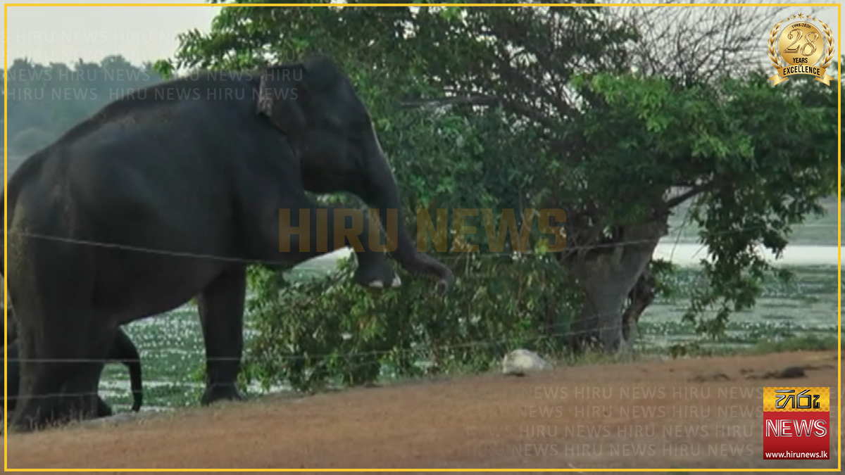 වන අලි නිසා කණ්ඩලමේ ගම්මුන් අසීරුතාවක