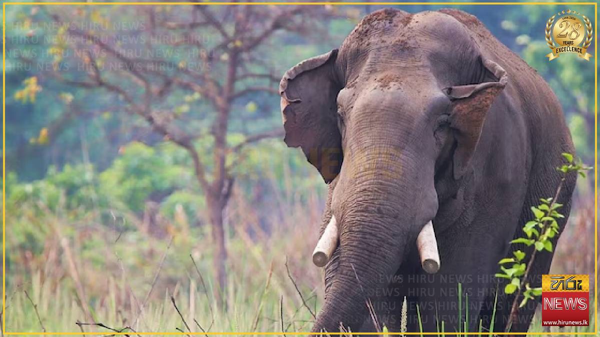 Elephant kills four members of same family in 14 years