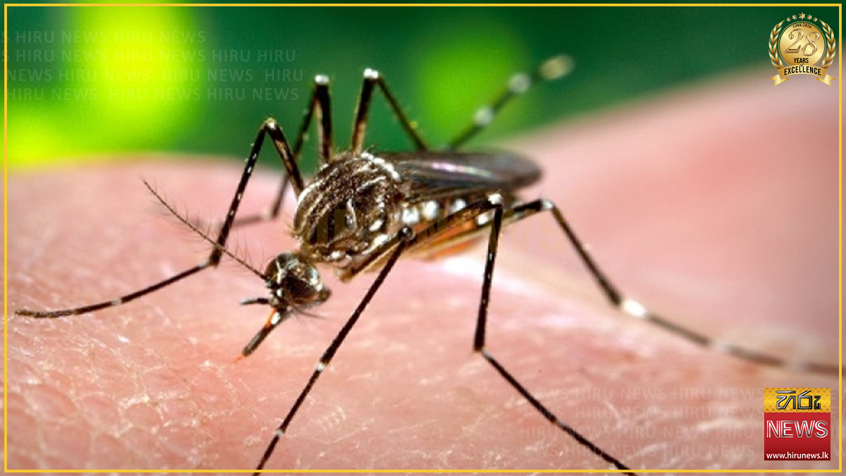 ඩෙංගු මරණ 49 දක්වා ඉහළට - රෝගීන් ගණන 71,235 දක්වා නගී