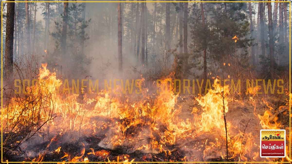 அதிக வெப்பத்தால் பல பகுதிகளில் காட்டுத் தீ: எச்சரிக்கை