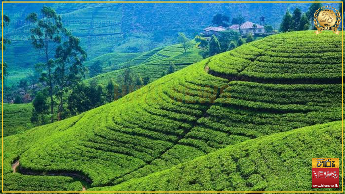 සිලෝන් ටී විලේජ් ඇරඹේ