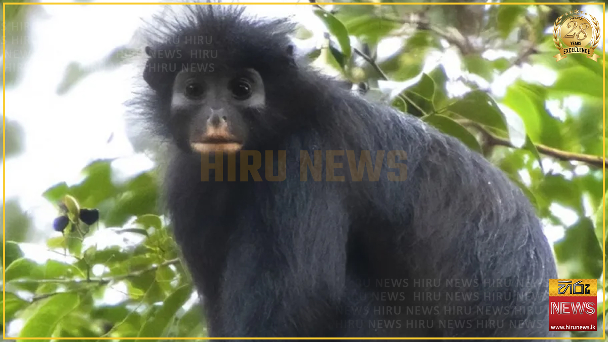 කොංගෝවෙන් නව වඳුරු විශේෂයක්