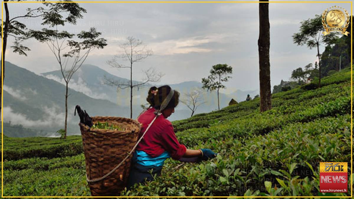 Tea production improves in June but challenges remain