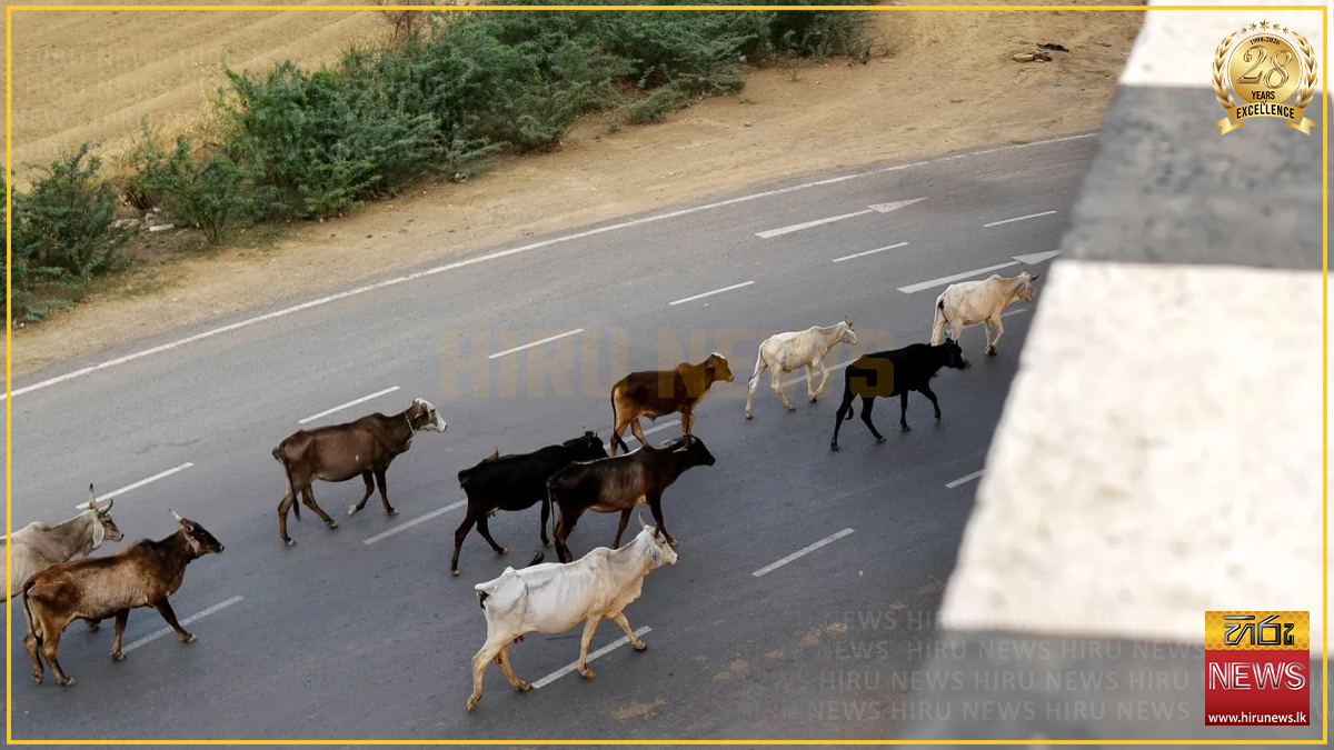 ගොමවලින් හරිත බලශක්ති විප්ලවයකට මග පෑදෙයි