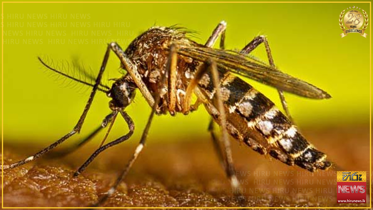 වසරේ මේ දක්වා වාර්තා වූ සමස්ත ඩෙංගු රෝගීන් ගණන 72,430ක් දක්වා ඉහළට