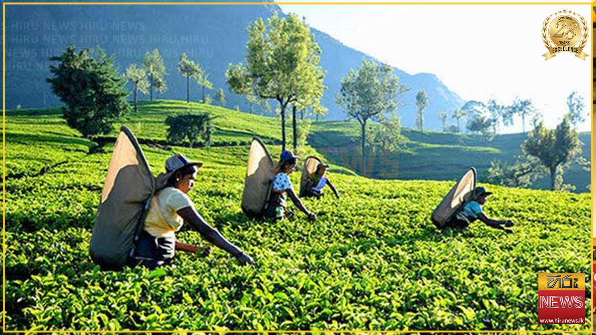 2025ට වඩා තේ නිෂ්පාදනය කිලෝග්‍රෑම් මිලියන 3.88කින් පහළට - නවතම වාර්තාවකින් හෙළිවෙයි