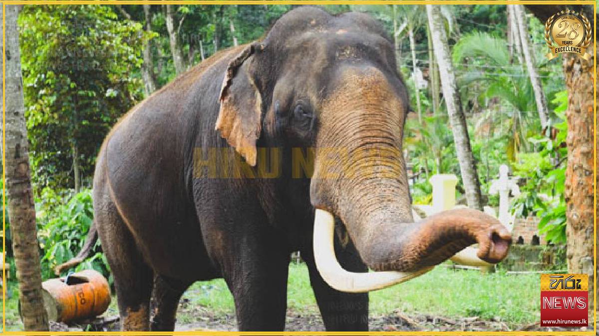 New legal framework for domesticated elephants takes shape