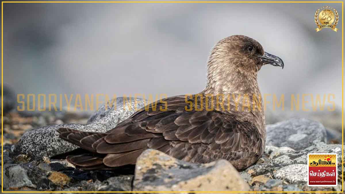 நியூசிலாந்தில் முதன்முறையாக உள்நாட்டுப் பறவைக்கு H5N1 பறவைக் காய்ச்சல்